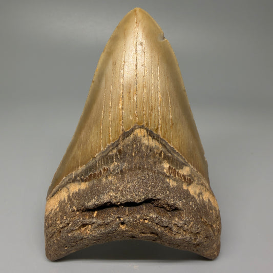 Front view 4.27" Authentic Lower Megalodon Tooth – North Carolina Fossil | Carcharocles megalodon CM5419