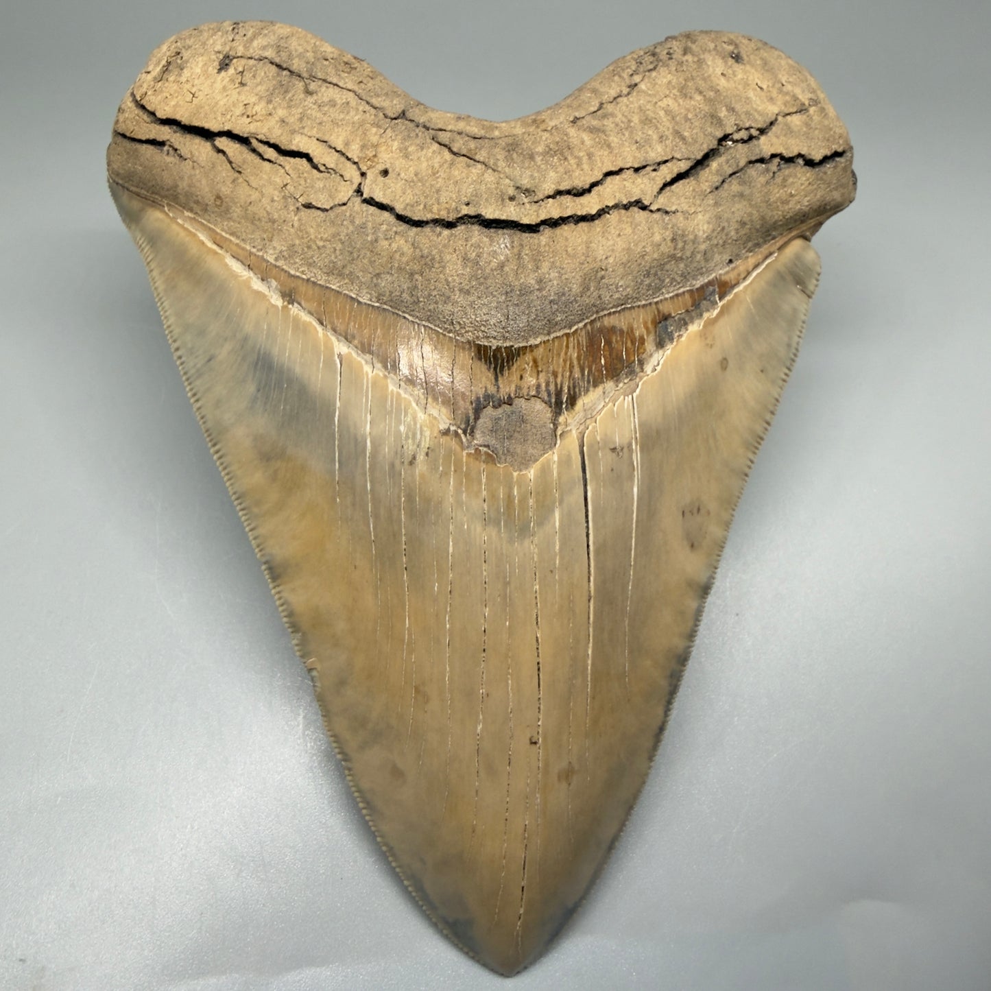 Authentic 5.30" Collector Megalodon Tooth from South Carolina – Collector's Quality