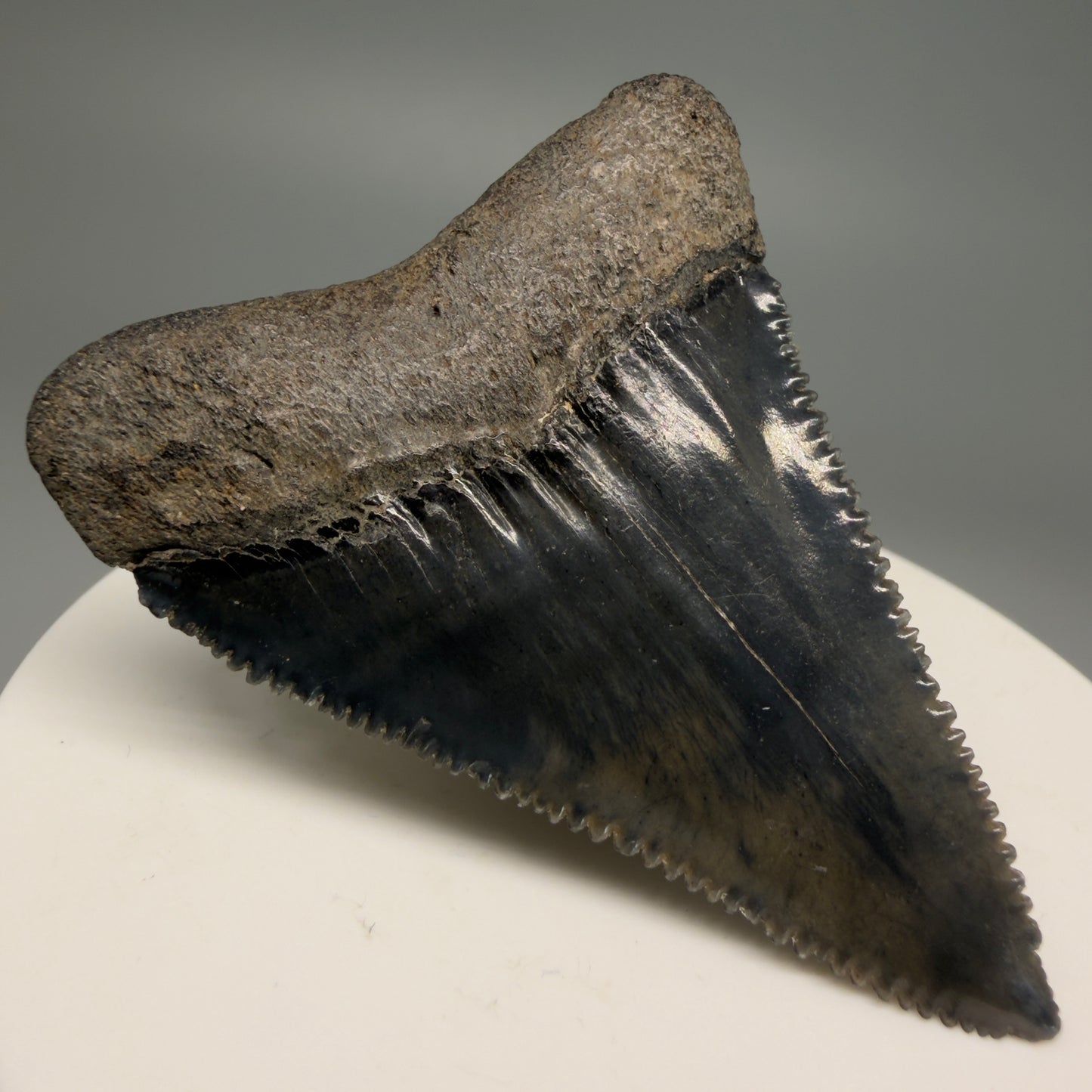 Back Left View Very colorful, sharply serrated 2.19" Fossil Great White Tooth for Sale GW1251