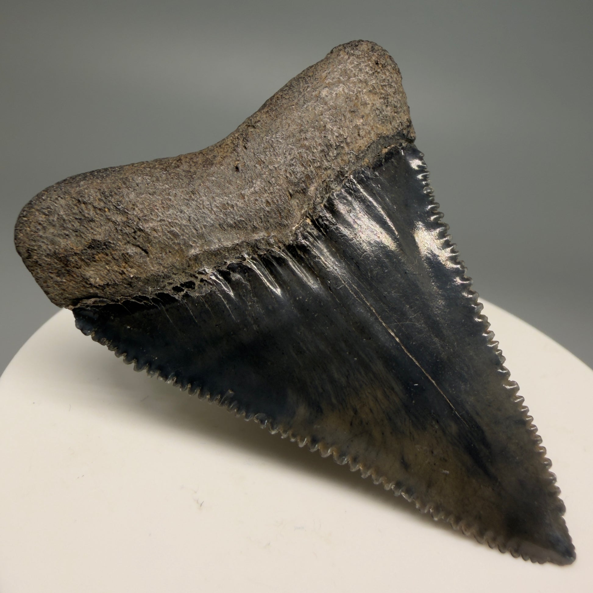 Back Left View Very colorful, sharply serrated 2.19" Fossil Great White Tooth for Sale GW1251