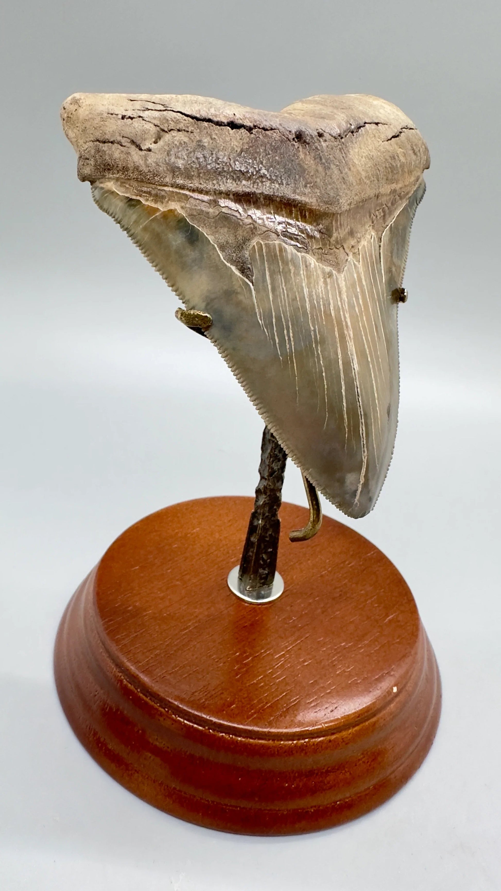 "Fossil Megalodon Tooth Stand For Small and Medium Teeth under 4.5\" long - Front/left angle with Megalodon Tooth for sample (not included)"