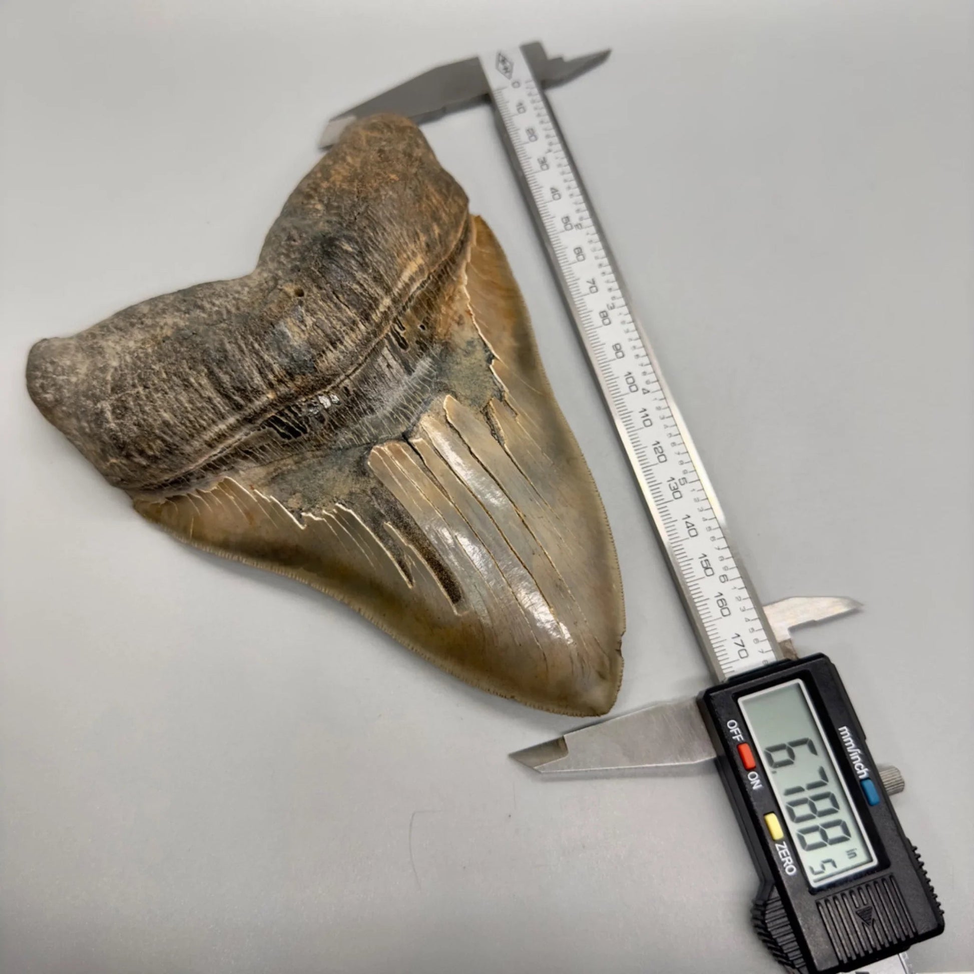 "6.78\" Monster Megalodon Tooth from Southeast, USA CM 4531 front with caliper"