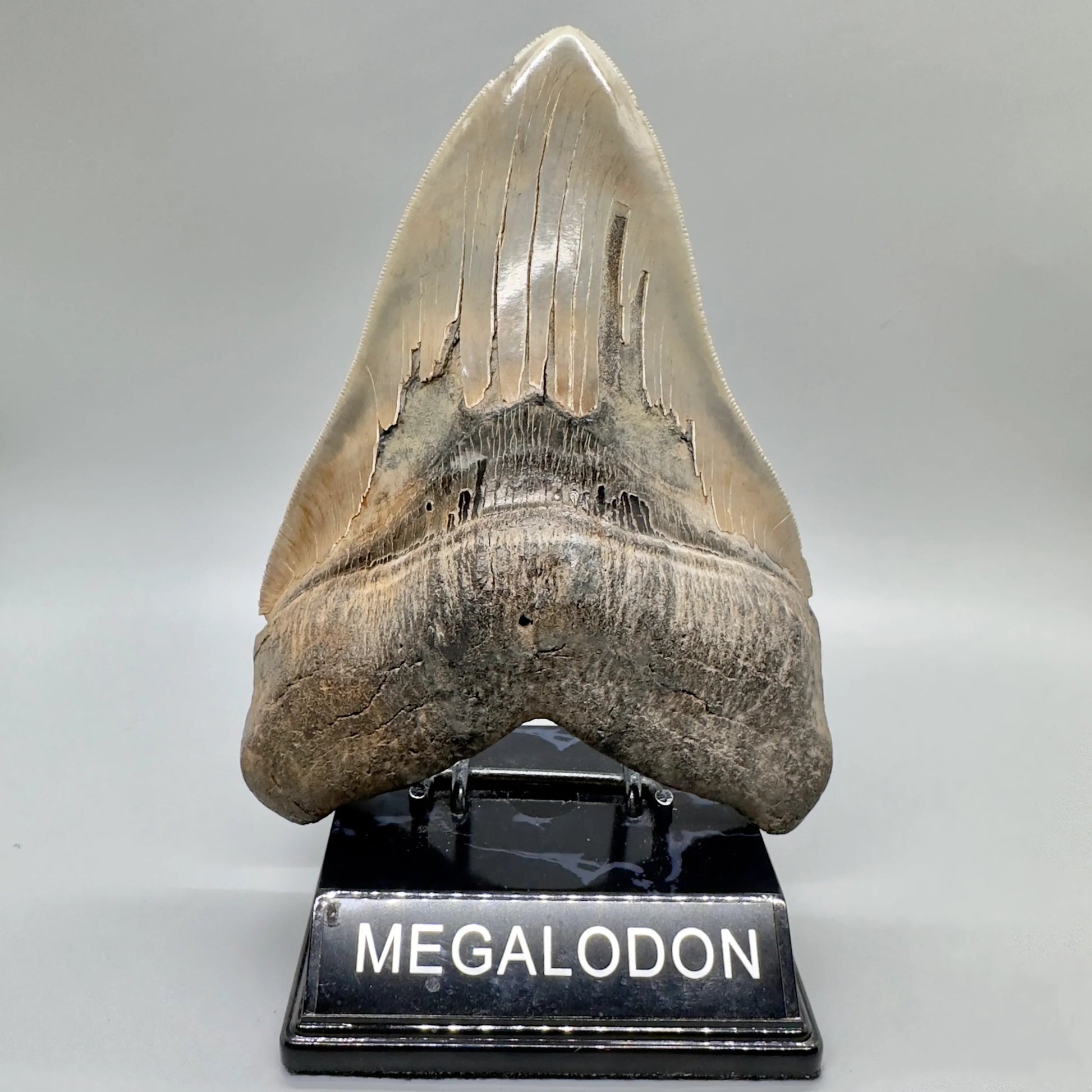 "6.78\" Monster Megalodon Tooth from Southeast, USA CM 4531 front with pedestal"