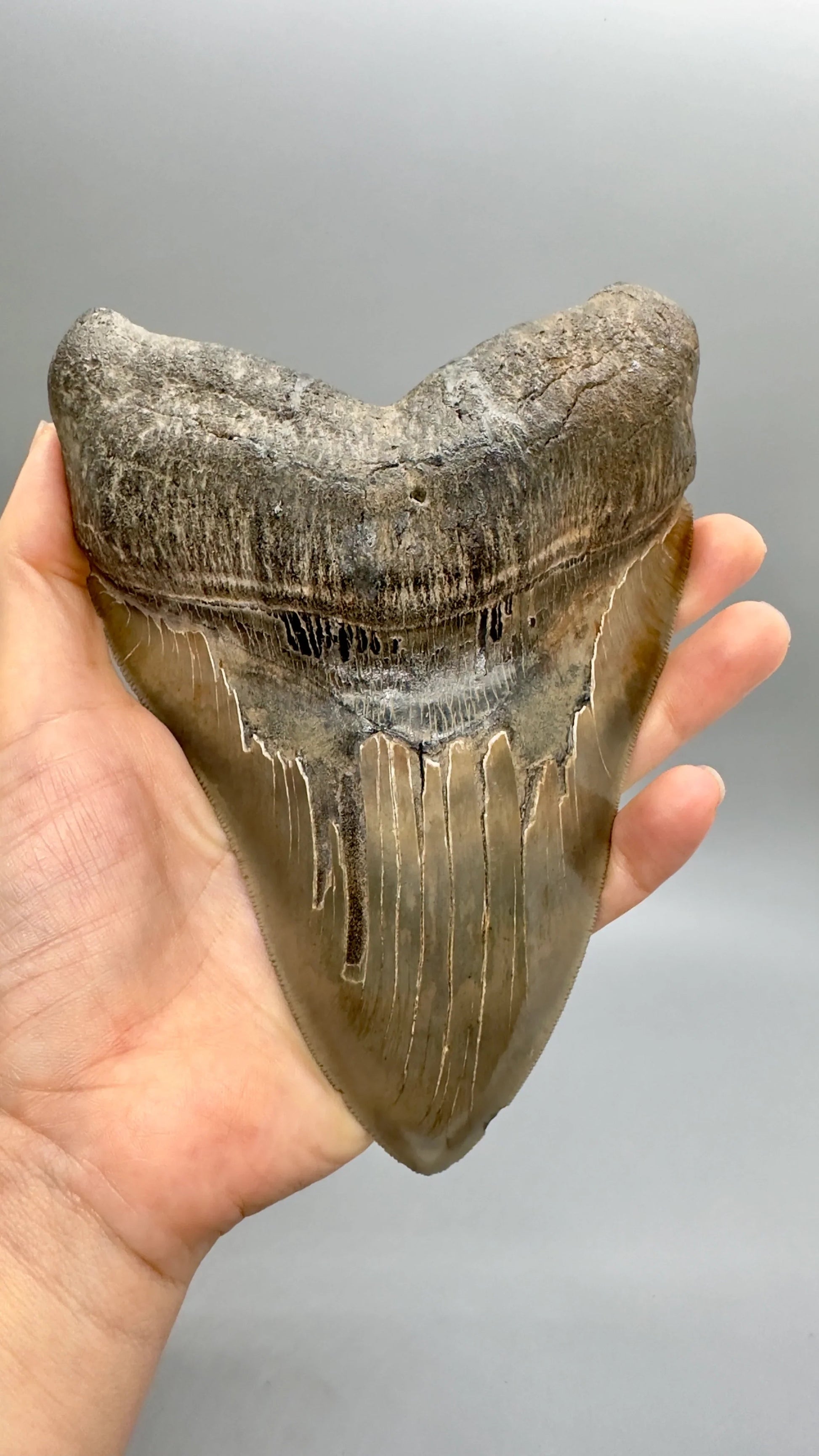 "6.78\" Monster Megalodon Tooth from Southeast, USA CM 4531 front with hand"