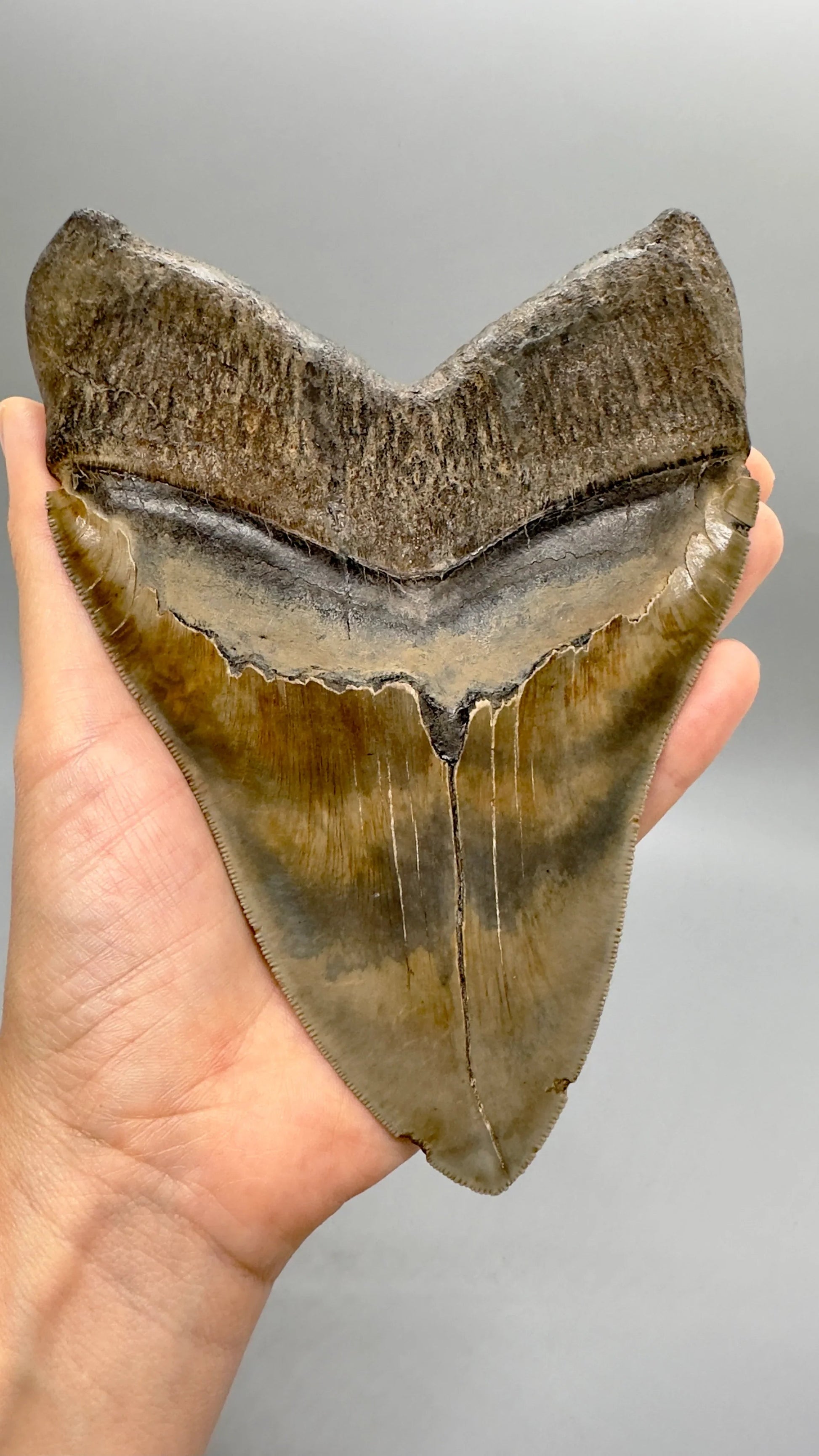 "6.78\" Monster Megalodon Tooth from Southeast, USA CM 4531 back with hand"