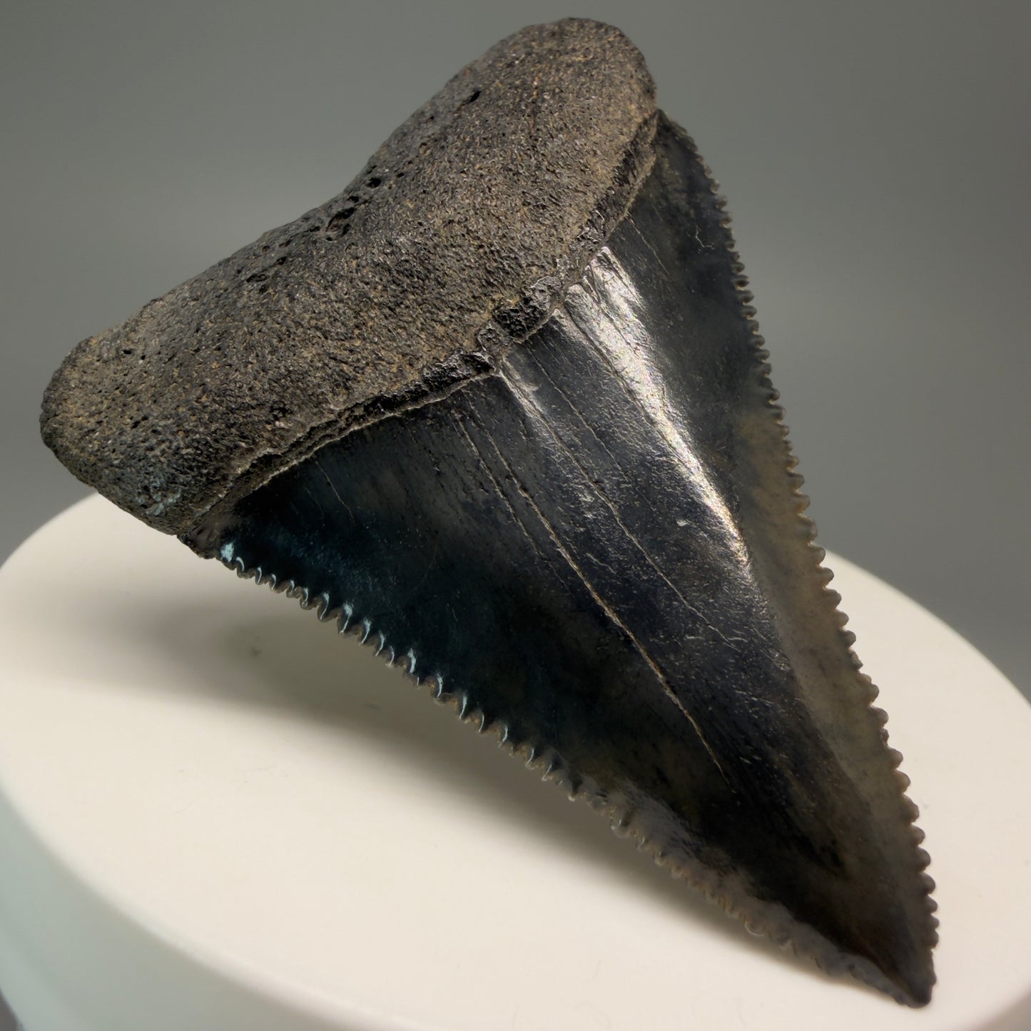 Front Left View Very colorful, sharply serrated 2.19" Fossil Great White Tooth for Sale GW1251 