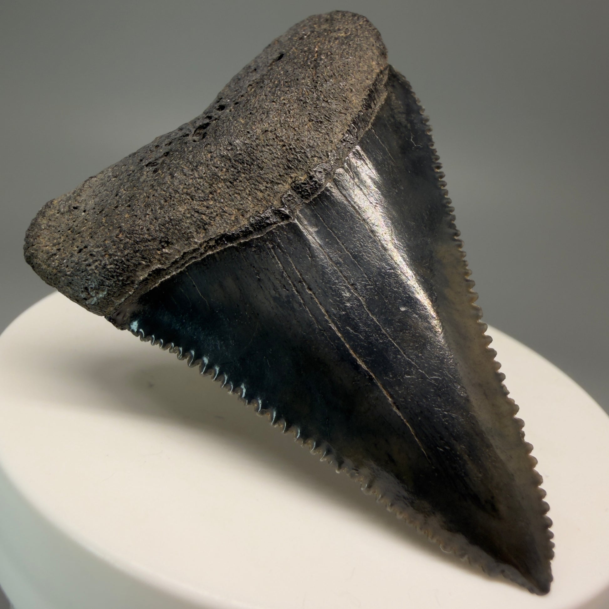 Front Left View Very colorful, sharply serrated 2.19" Fossil Great White Tooth for Sale GW1251 