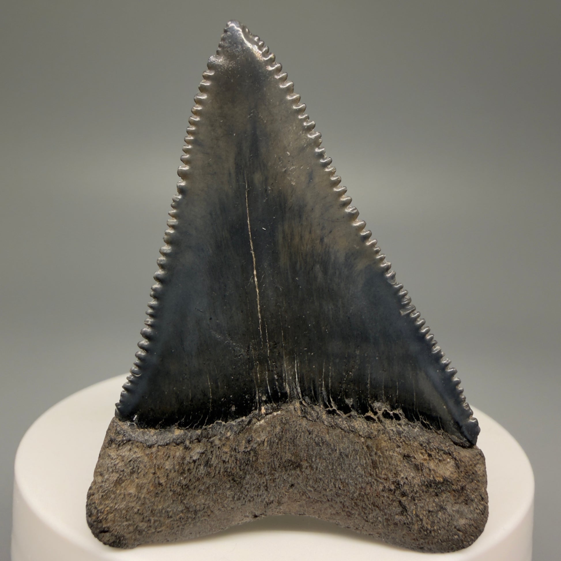 Back View Very colorful, sharply serrated 2.19" Fossil Great White Tooth for Sale GW1251
