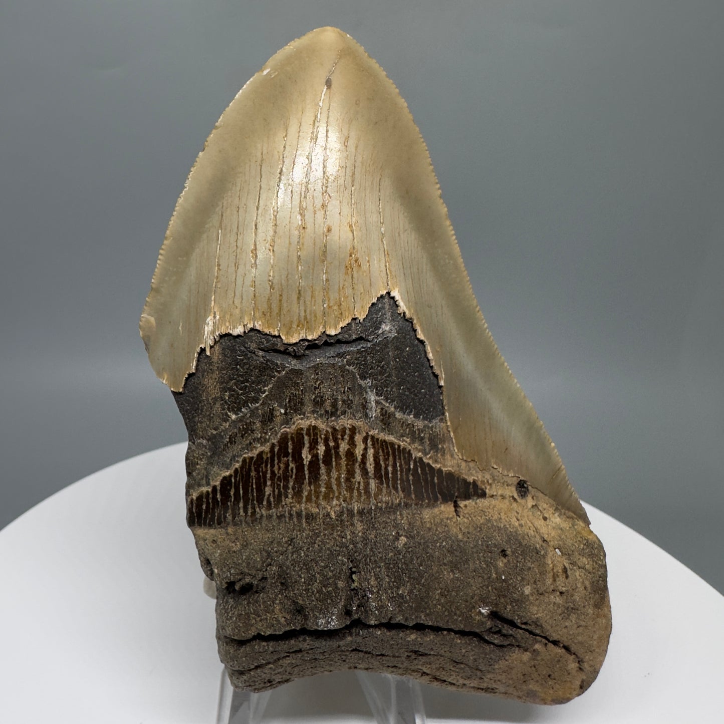Affordable 4.68" Fossil Megalodon Tooth from North Carolina CM5323 - Front