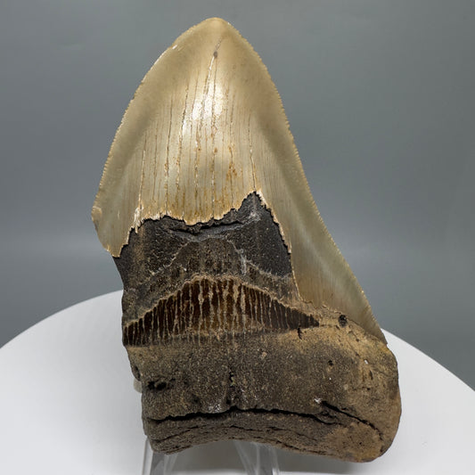 Affordable 4.68" Fossil Megalodon Tooth from North Carolina CM5323 - Front