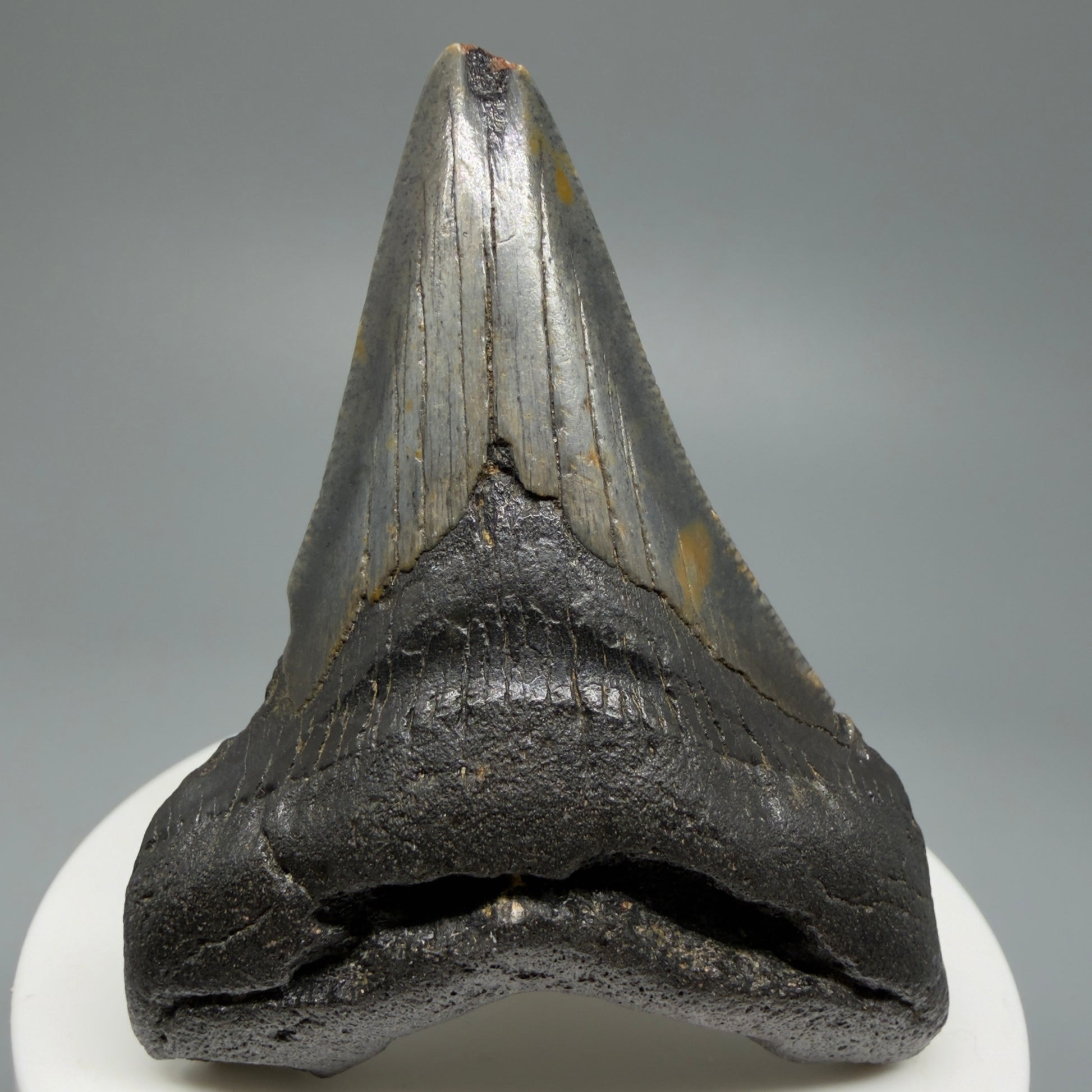 Affordable, Colorful 2.67" Fossil Megalodon Shark Tooth from North Carolina CM5338 - Front