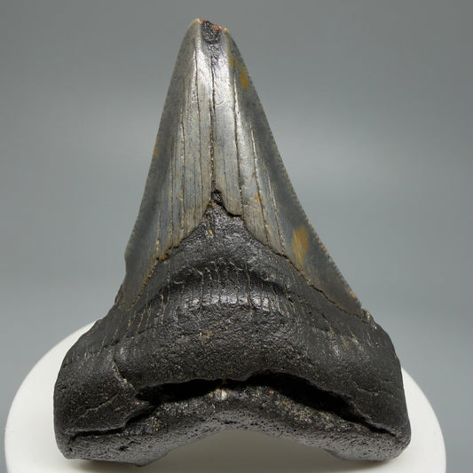Affordable, Colorful 2.67" Fossil Megalodon Shark Tooth from North Carolina CM5338 - Front
