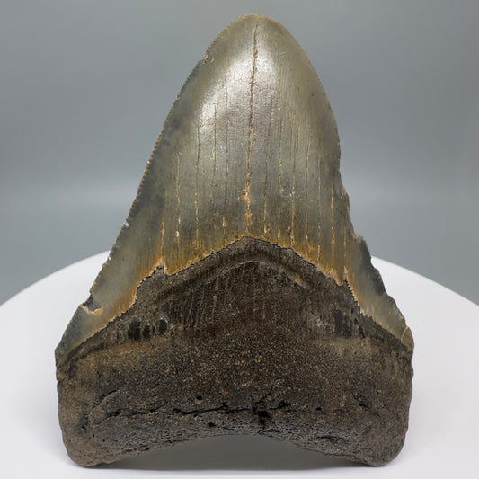Affordable, colorful 4.19" Fossil Megalodon Tooth from North Carolina CM5320 Front