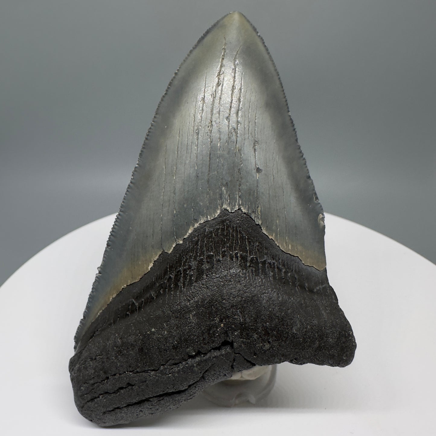 Affordable, colorful 4.33" Fossil Megalodon Tooth from North Carolina CM5317 - Front