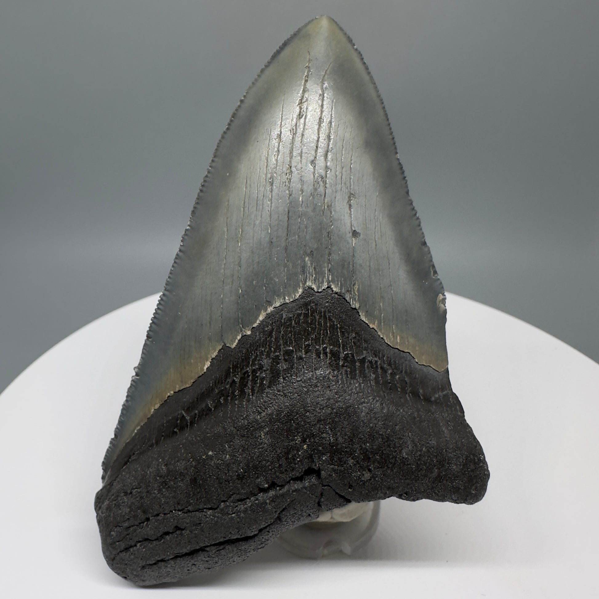 Affordable, colorful 4.33" Fossil Megalodon Tooth from North Carolina CM5317 - Front