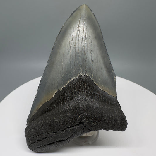 Affordable, colorful 4.33" Fossil Megalodon Tooth from North Carolina CM5317 - Front