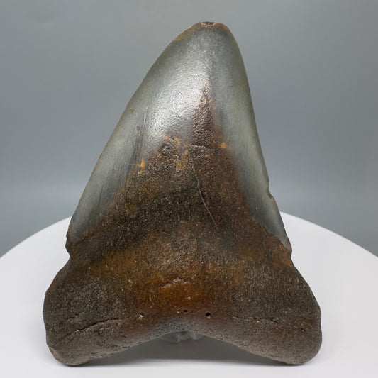 Affordable, colorful 4.40" Fossil Megalodon Tooth from North Carolina CM5321 - Front