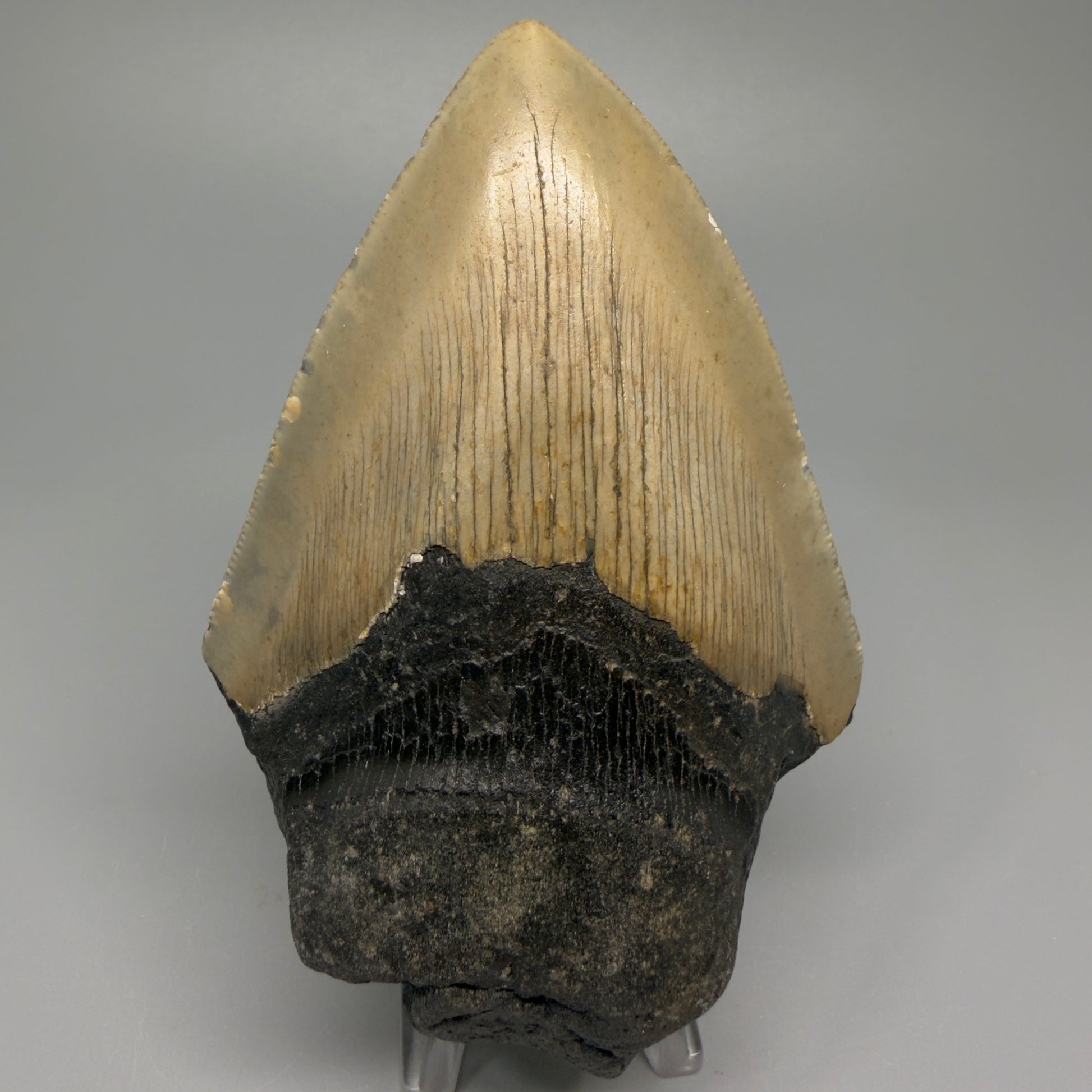 Affordable, colorful 4.61" Fossil Megalodon Tooth - North Carolina CM5357 - Front
