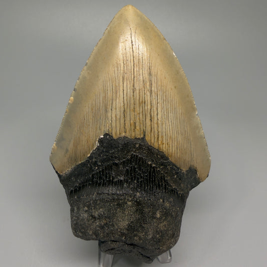 Affordable, colorful 4.61" Fossil Megalodon Tooth - North Carolina CM5357 - Front