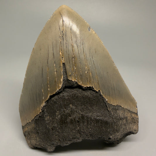 Affordable, decently serrated 4.10" Fossil Megalodon Tooth - North Carolina CM5355 - Front
