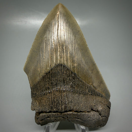 Affordable, sharply serrated 4.04" Fossil Megalodon Tooth - Georgia