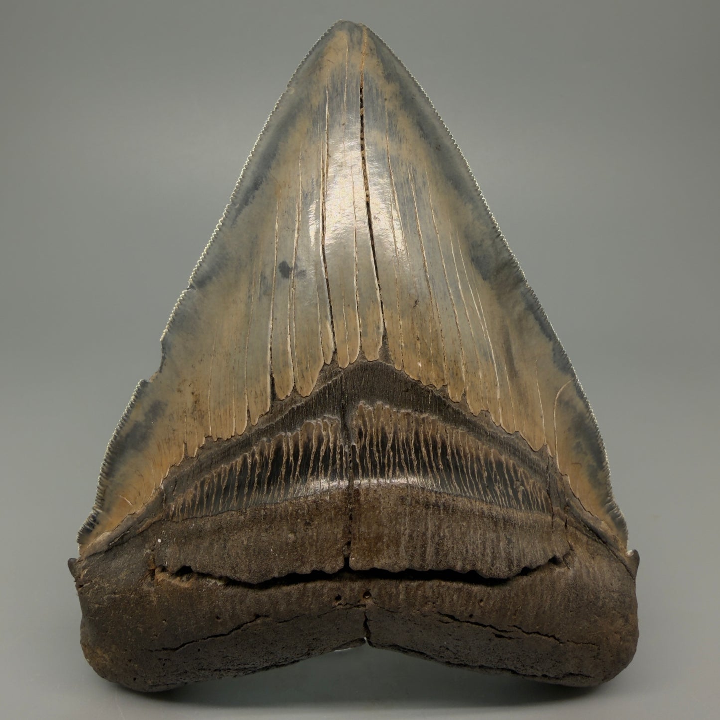 Front View Authentic 5.54" Collector Megalodon Tooth from South Carolina – Rare Fossil for Sale CM5412 - Front