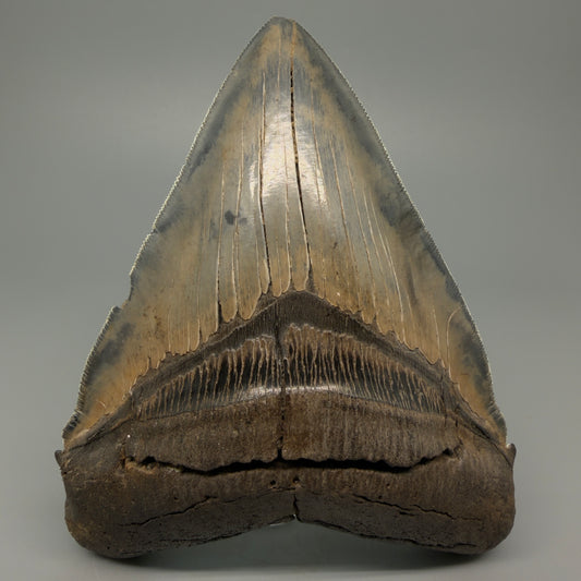 Front View Authentic 5.54" Collector Megalodon Tooth from South Carolina – Rare Fossil for Sale CM5412 - Front