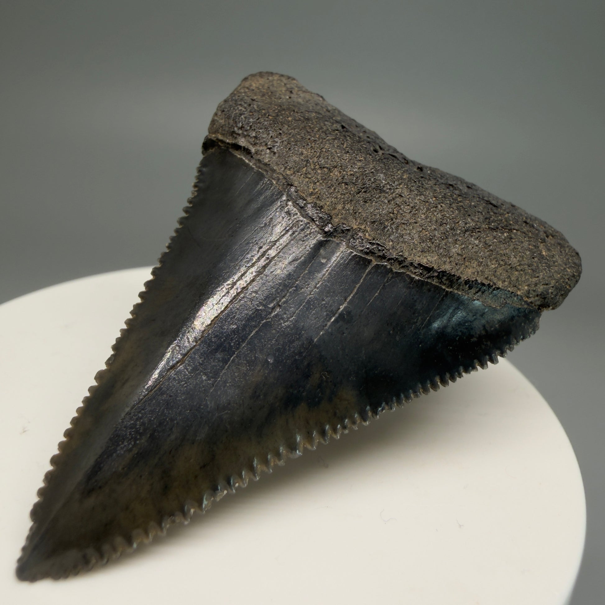 Front Right View Very colorful, sharply serrated 2.19" Fossil Great White Tooth for Sale GW1251