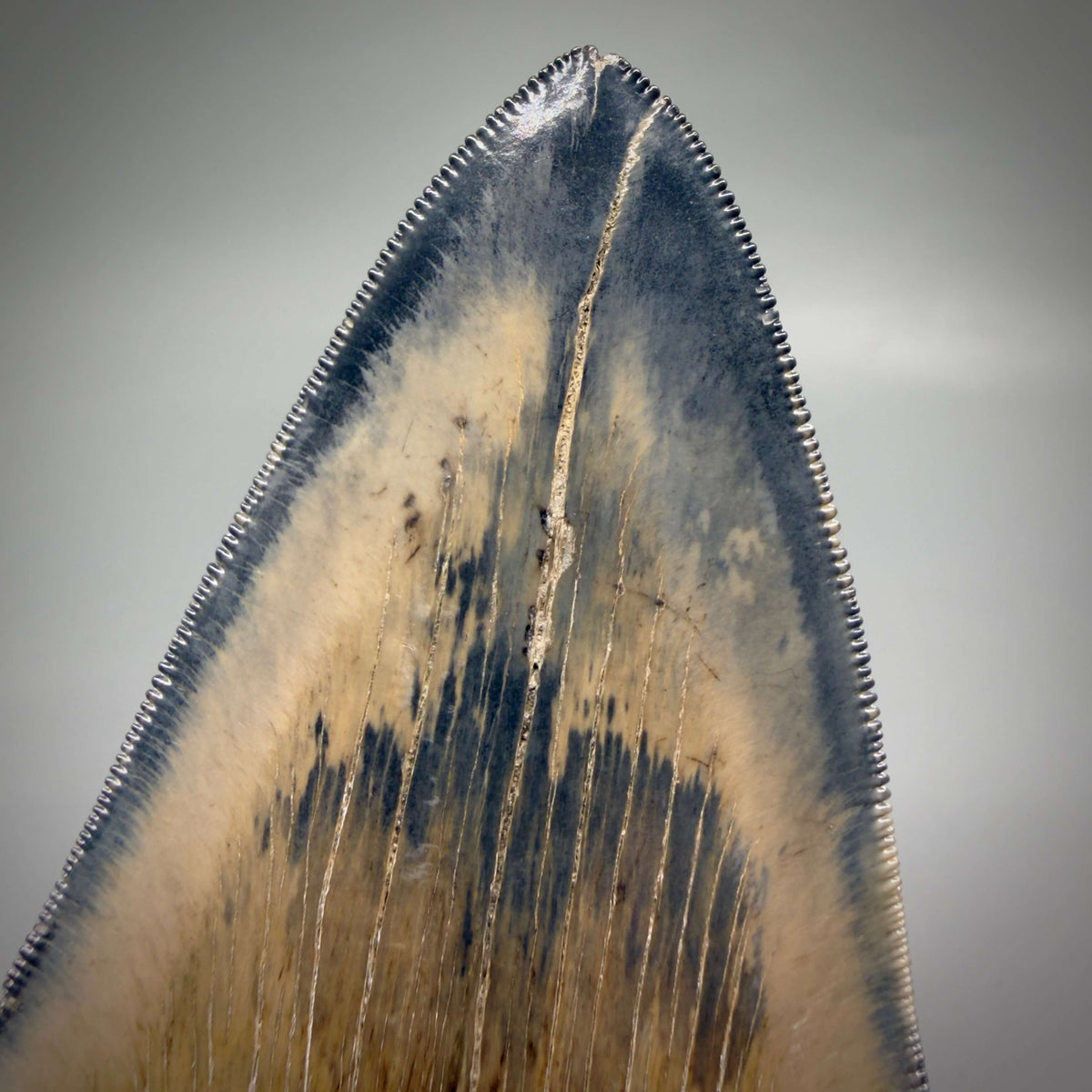 Back Detail View Colorful lower, sharply serrated 5.33" Fossil Megalodon Tooth from South Carolina megalodonteeth.com CM6702 