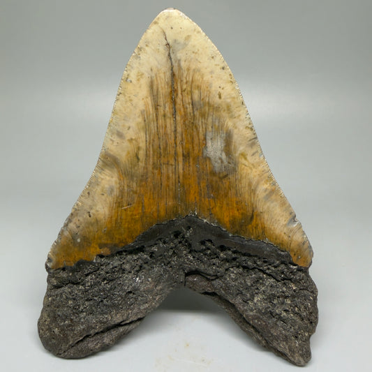Back View  5.68" North Carolina Megalodon Tooth – Extremely Wide Shape | Authentic Fossil CM5516 