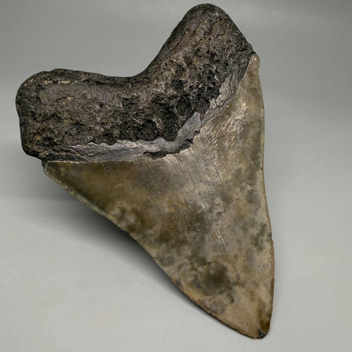 Back Left View Beautiful, heart-shaped 5.12" Fossil Megalodon Tooth - South Carolina megalodonteeth.com CM6597