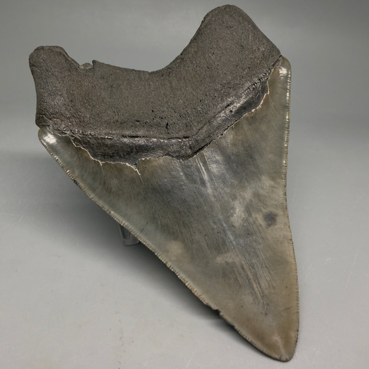Back Left Right View Very colorful 4.77" Megalodon Tooth from South Carolina megalodonteeth.com CM6594