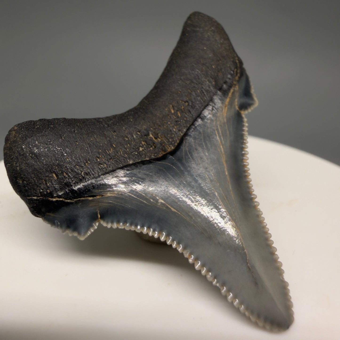 Back Left View 1.57" Serrated Fossil Carcharocles angustidens Shark Tooth from South Carolina AN467