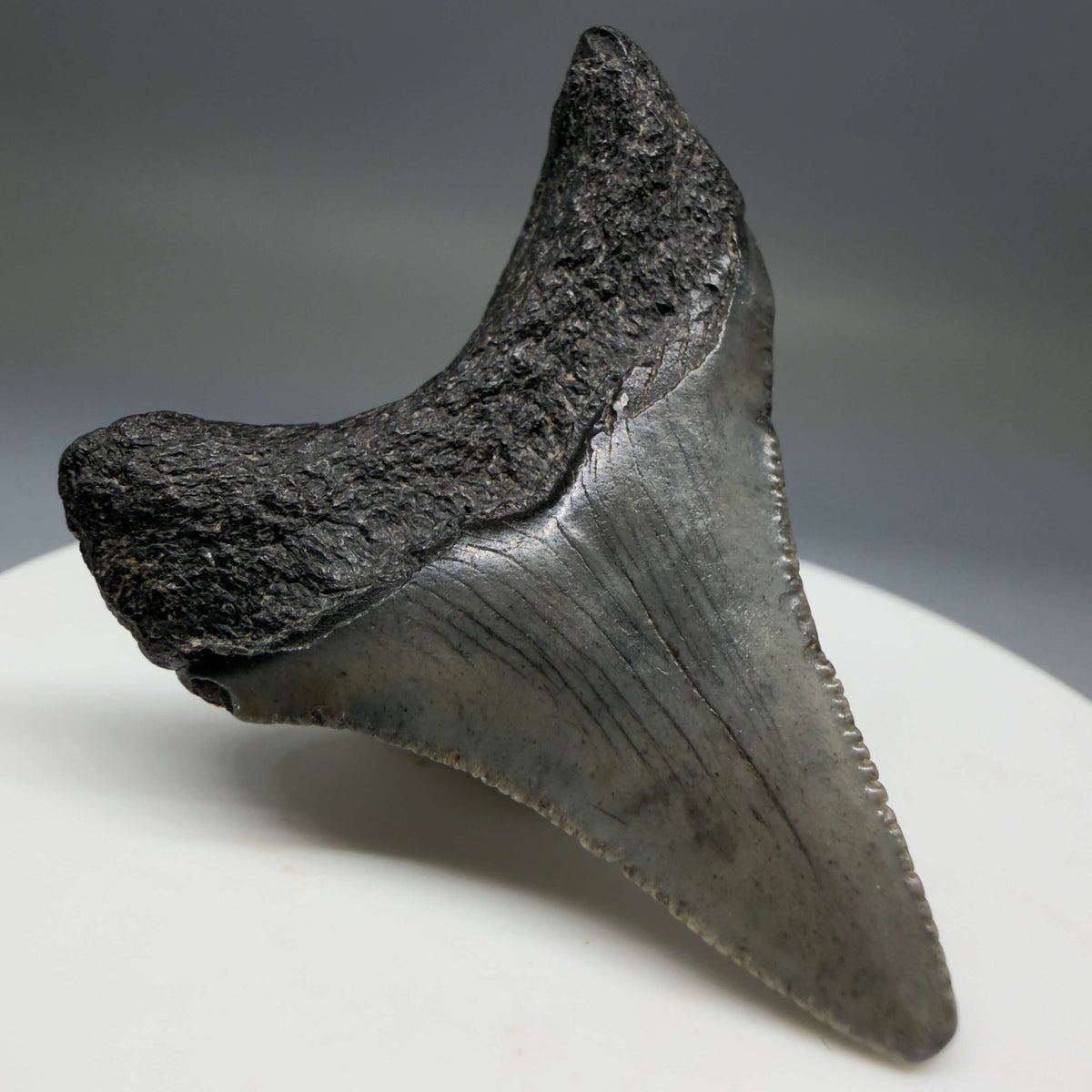Back Left View 1.71" Colorful Fossil Megalodon Tooth – South Carolina River Find | Authentic Megalodon Tooth megalodonteeth.com CM6779