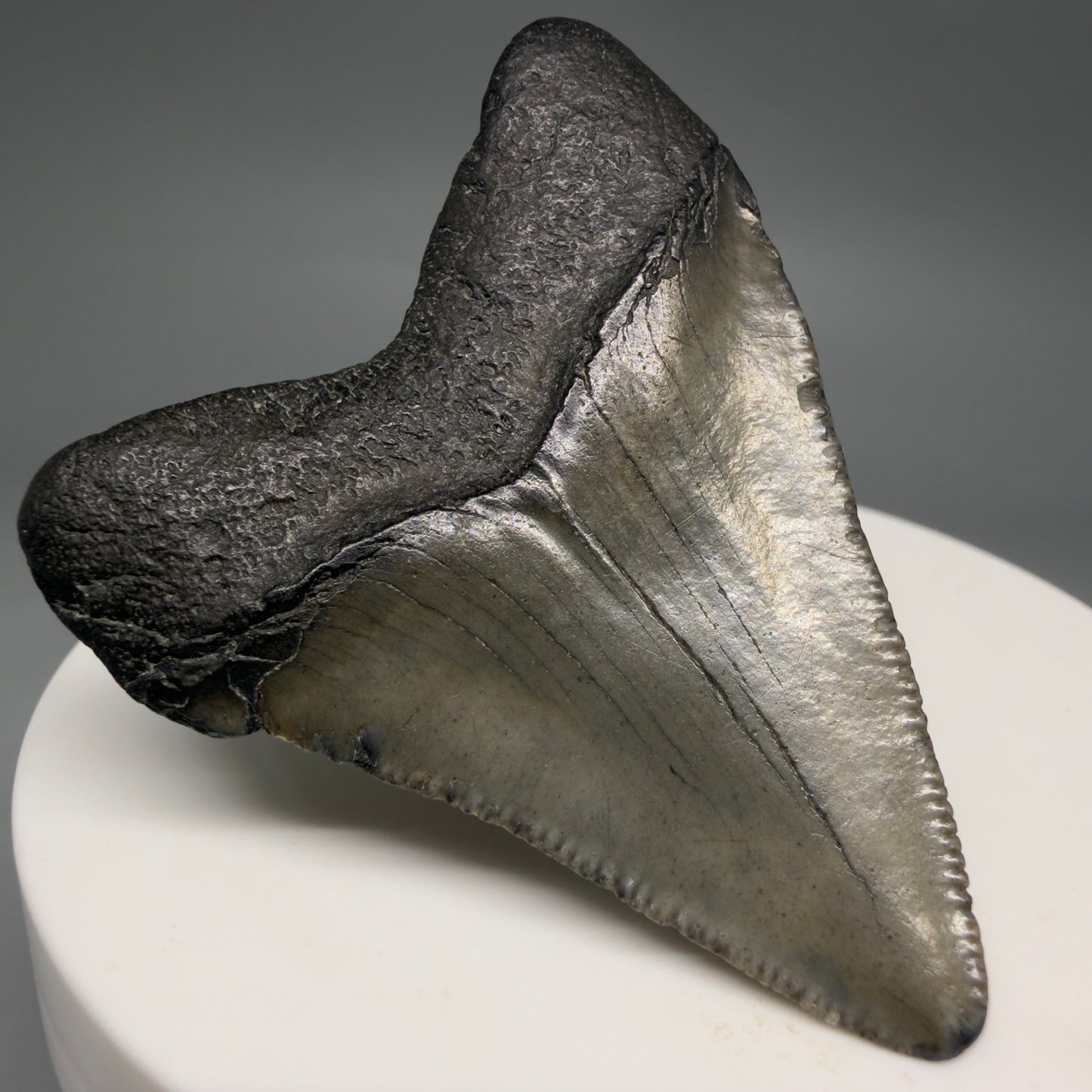 Back Left View 2.03" Colorful Fossil Megalodon Tooth – South Carolina River Find | Authentic Megalodon Tooth megalodonteeth.com CM6542
