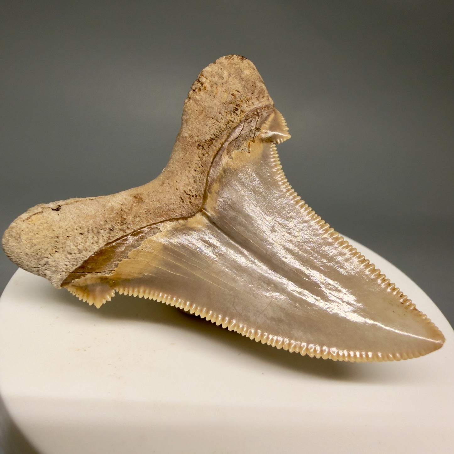 Back Left View 2.17" Fossil Carcharocles angustidens Shark Tooth from Charleston, South Carolina AN741 