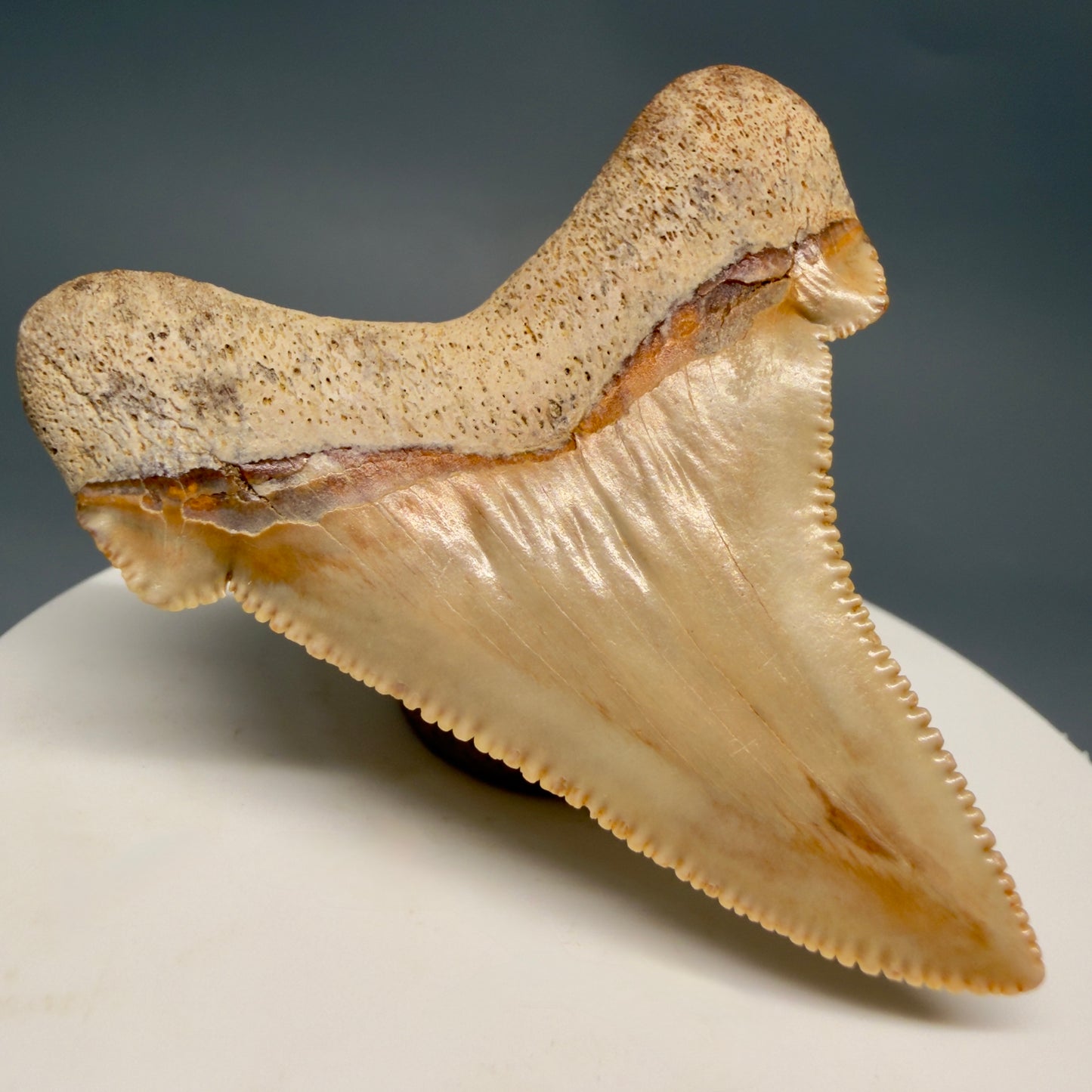 Back Left View 2.19" Fossil Carcharocles angustidens Shark Tooth from Summerville, South Carolina AN473