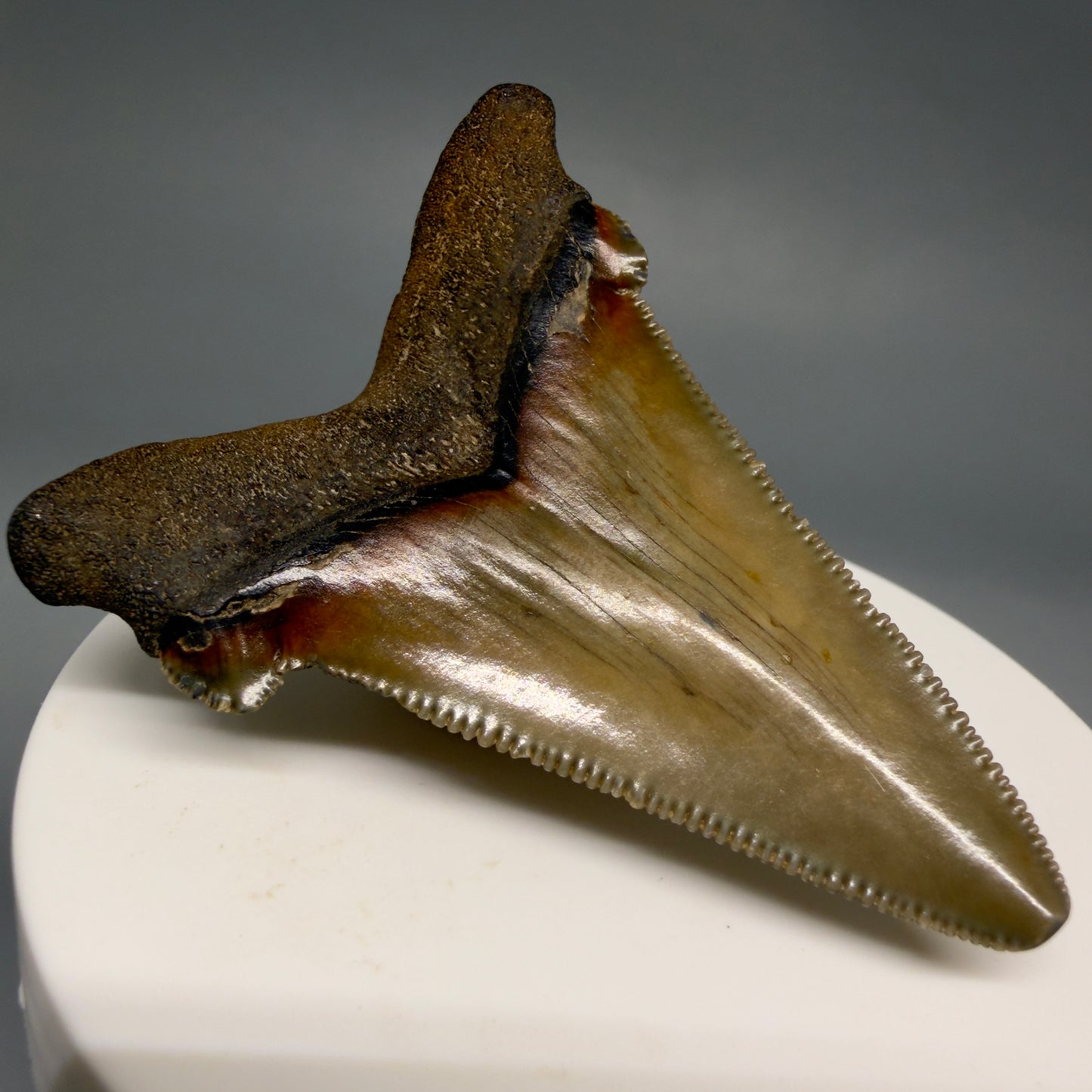 Back Left View 2.31" Serrated Fossil Carcharocles angustidens Shark Tooth from South Carolina AN470