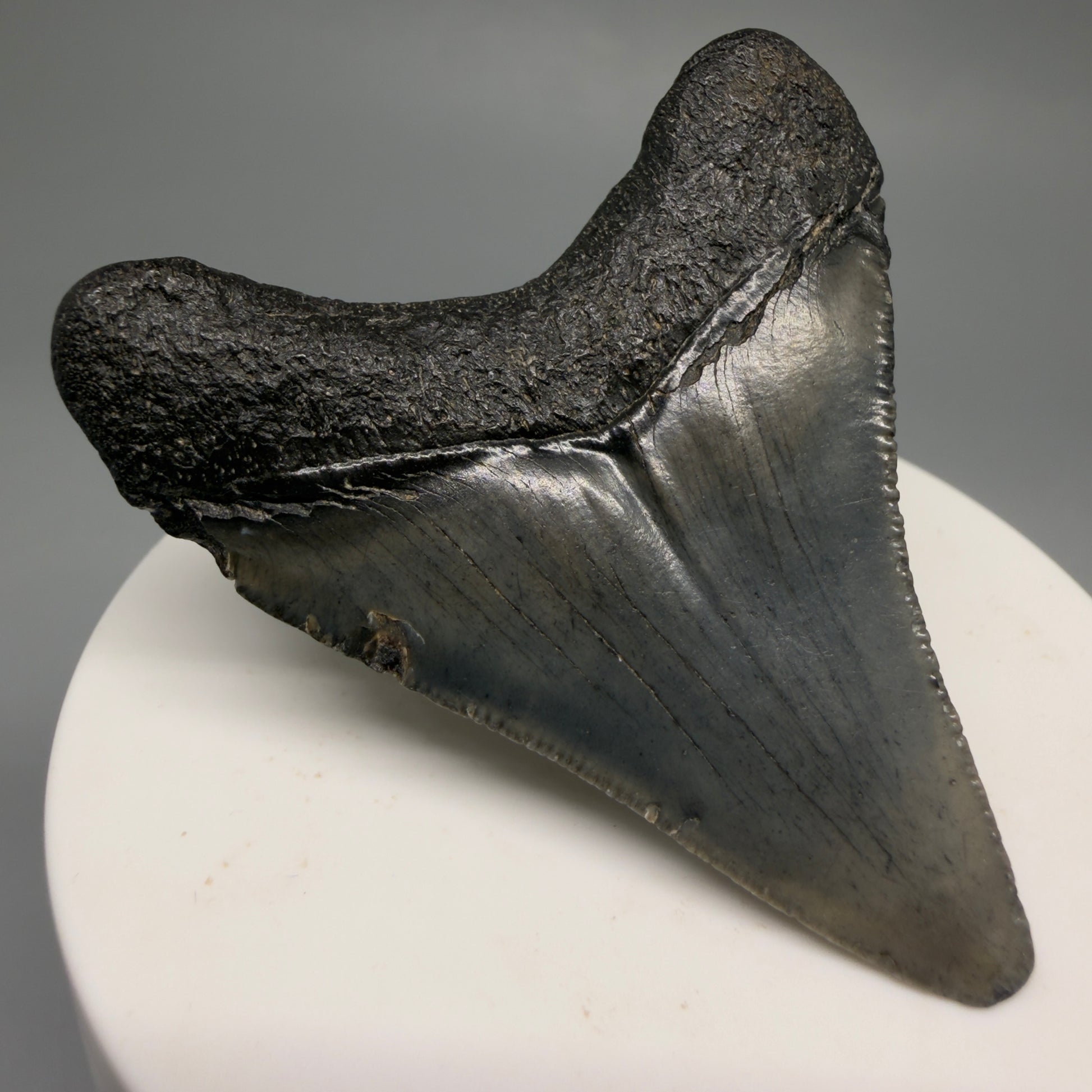 Back Left View 2.34" Colorful Fossil Megalodon Tooth – South Carolina River Find | Authentic CM6483