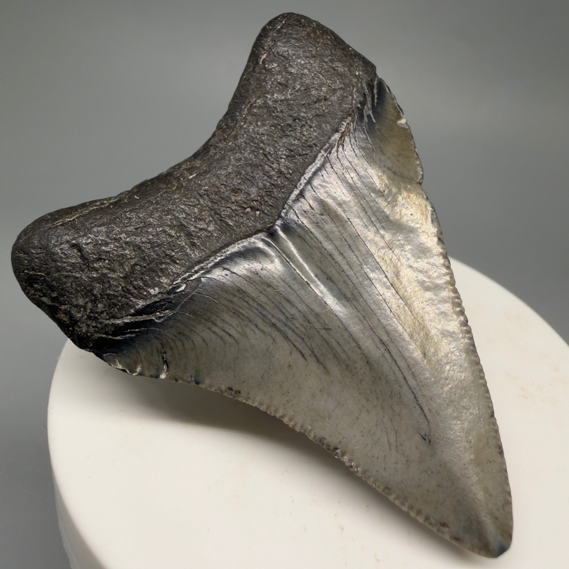 Back Left View 2.39" Colorful Fossil Megalodon Tooth – South Carolina River Find | Authentic CM6484