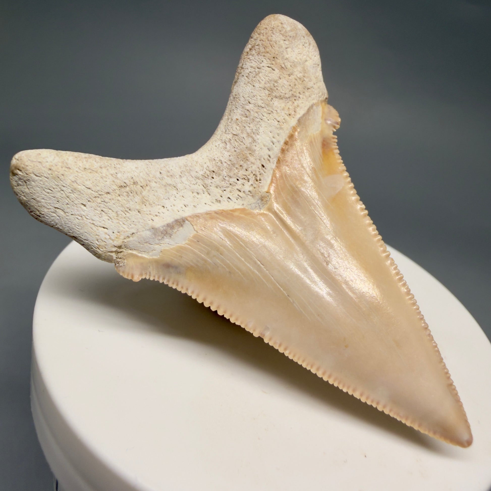 Back Left View 2.41" Fossil Carcharocles angustidens Shark Tooth from Summerville, South Carolina AN474