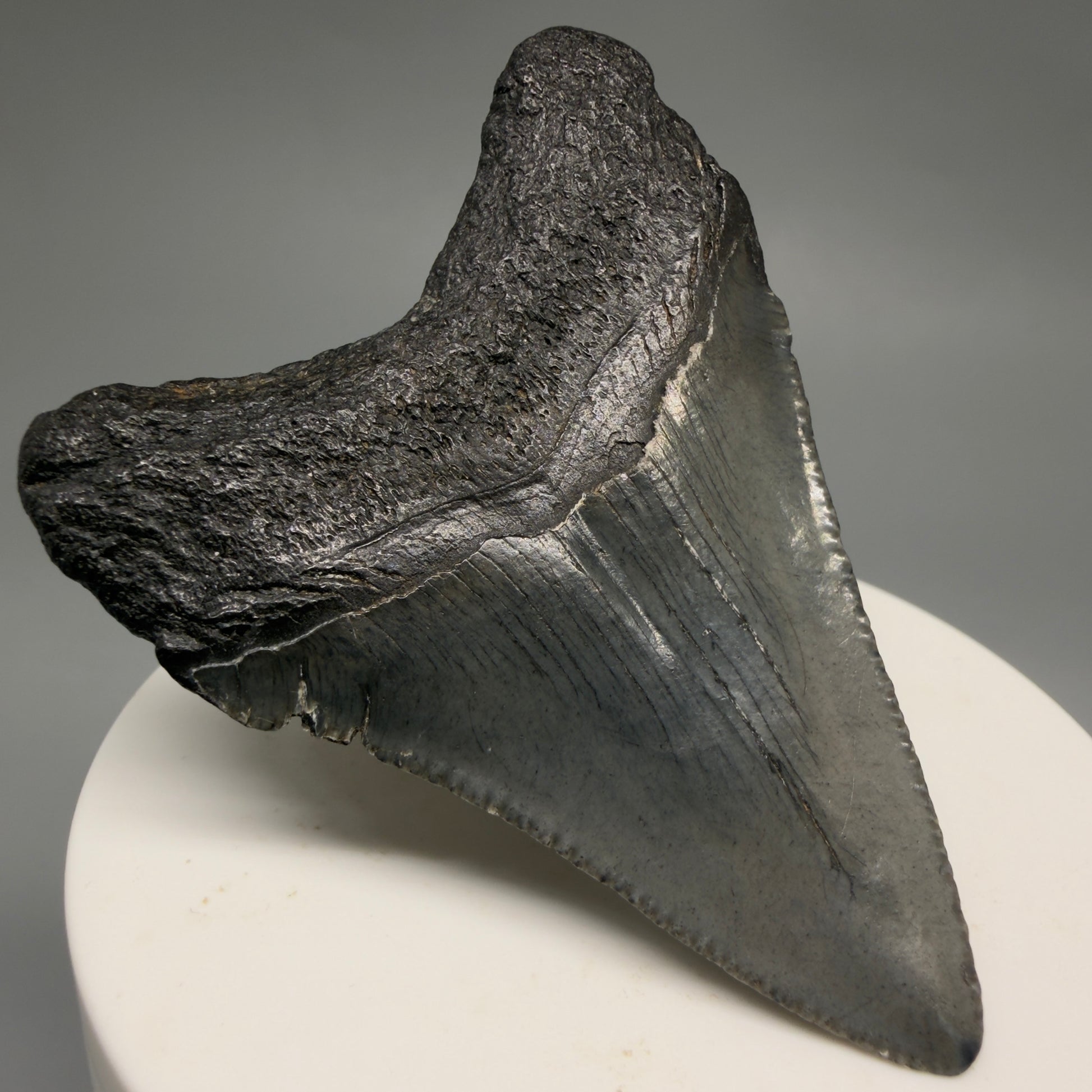 Back Left View 2.50" Colorful Fossil Megalodon Tooth – South Carolina River Find | Authentic CM6486