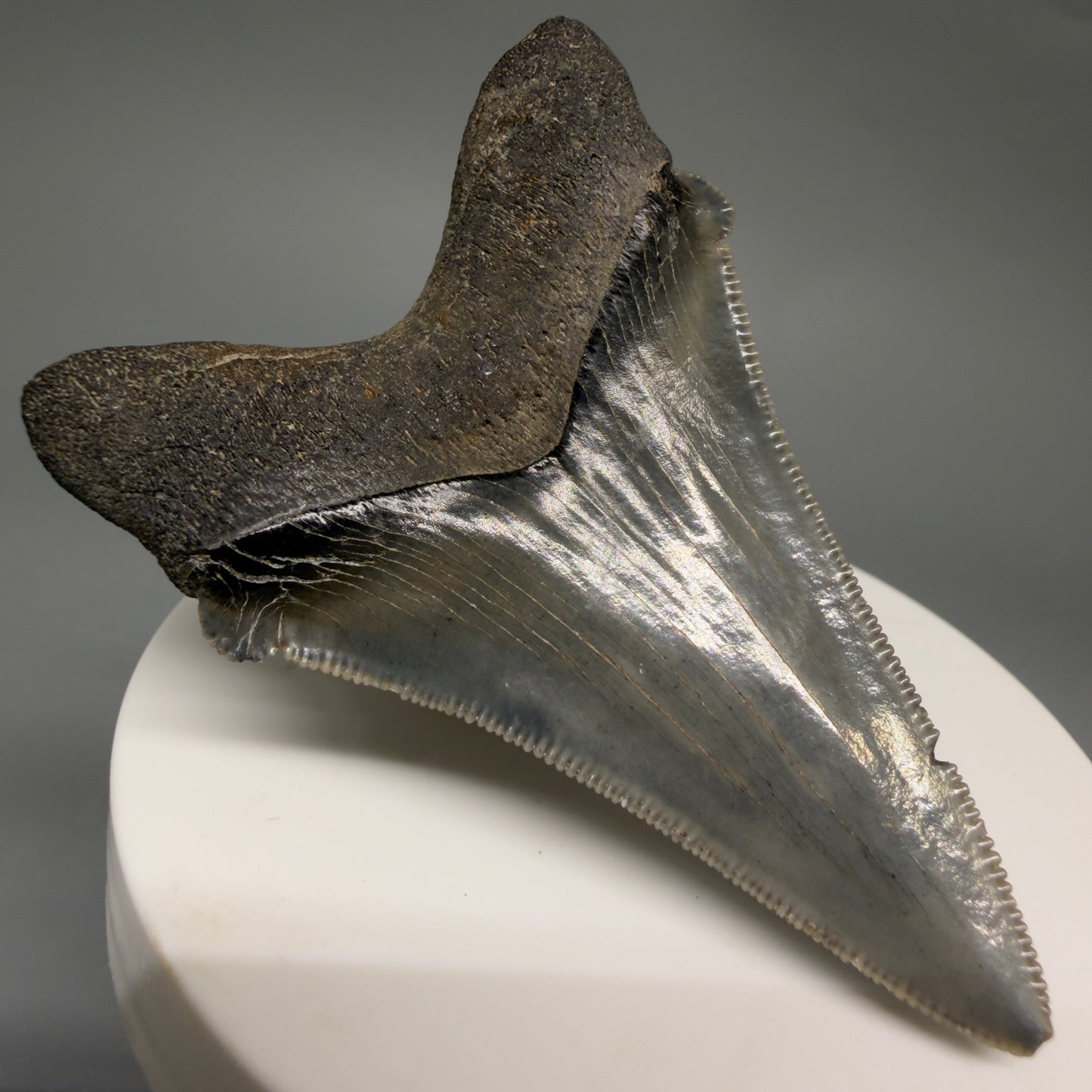 Back Left View 2.52" Serrated Fossil Carcharocles angustidens Shark Tooth from South Carolina AN469
