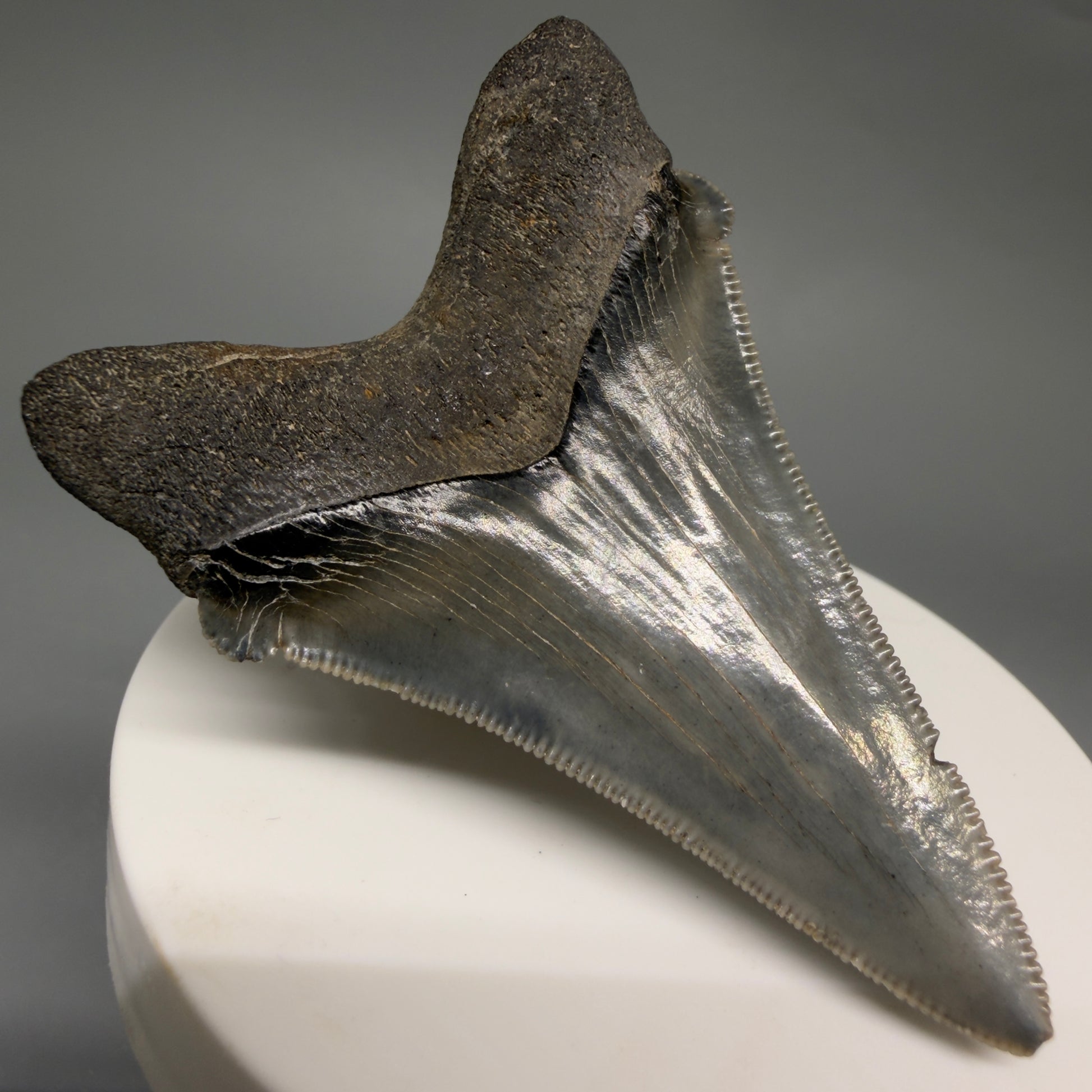 Back Left View 2.52" Serrated Fossil Carcharocles angustidens Shark Tooth from South Carolina AN469