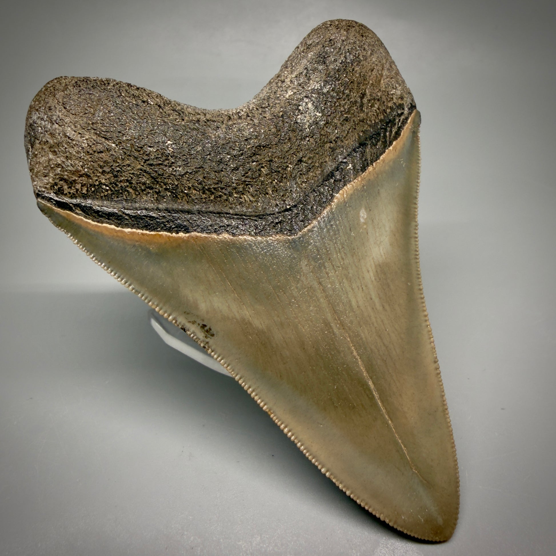 Back Left View 4.21" Fossil Megalodon Shark Tooth - Georgia - Heart-shaped sharply serrated - Collector's Quality megalodonteeth.com CM6530
