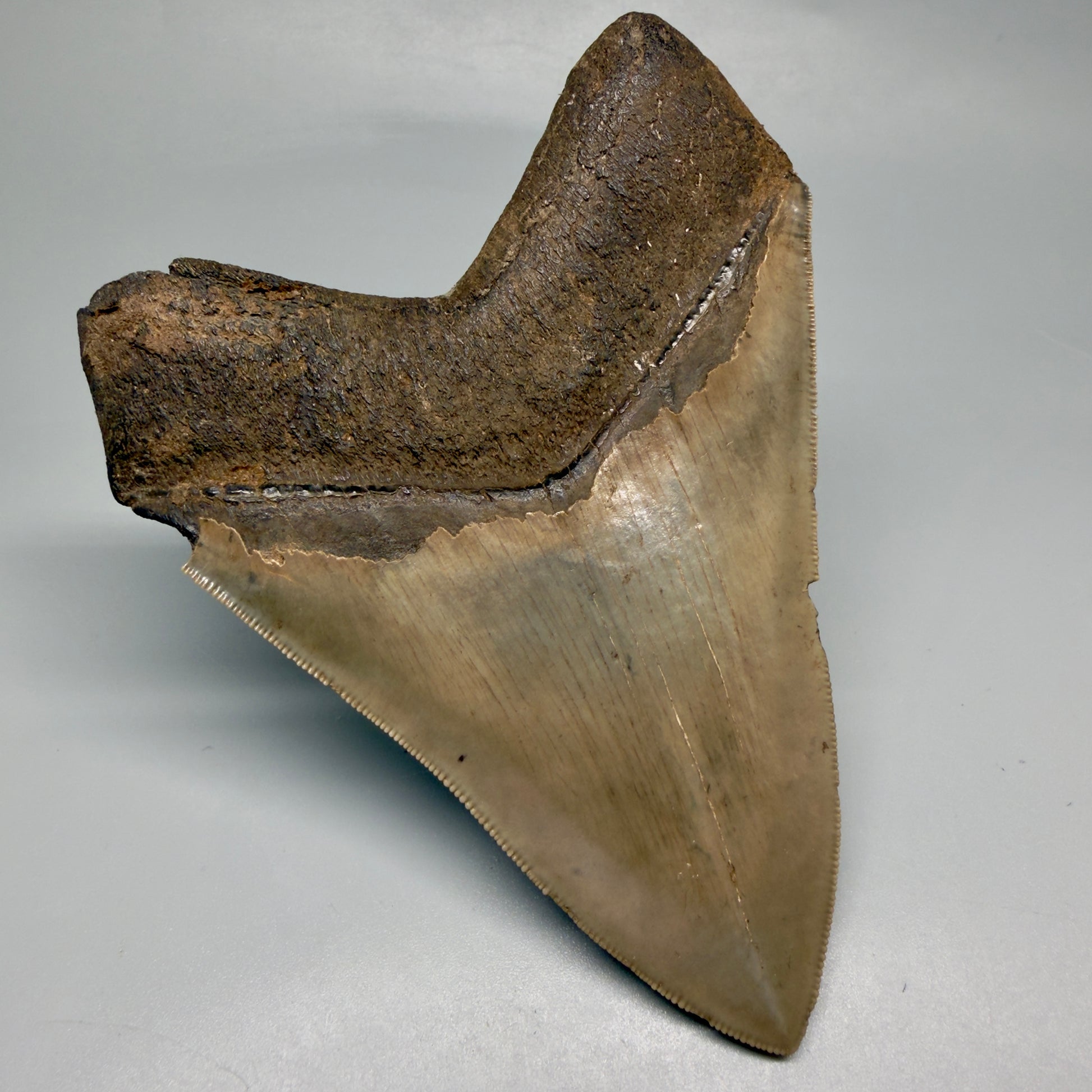 Back Left View 4.74" Fossil Megalodon Shark Tooth - Georgia - Heart-shaped sharply serrated - Collector's Quality megalodonteeth.com CM6533