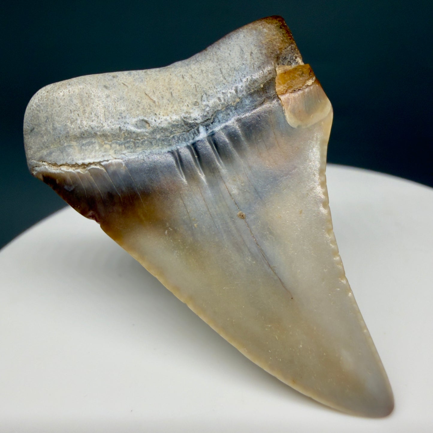 Back Left View Affordable, colorful 1.64" long Fossil Great White Tooth from the deserts of Peru GW1358
