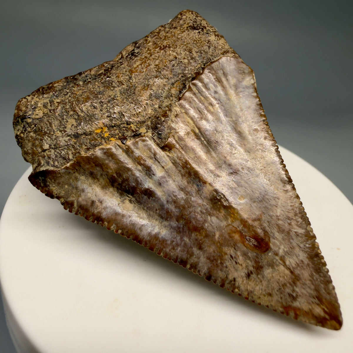 Back Left View Amazing colors and prints, sharply serrated 2.35" Fossil Great White Shark Tooth - Indonesia megalodonteeth.com GW1406