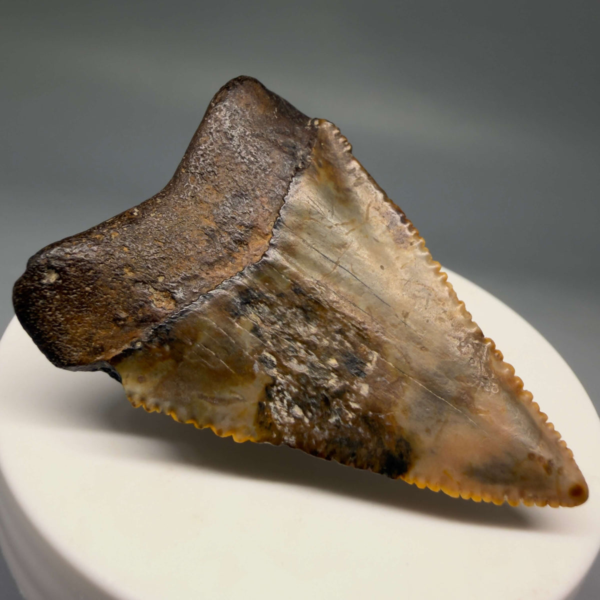 Back Left View Amazing colors and prints, sharply serrated, collector's quality 2.10" Fossil Great White Shark Tooth - Indonesia megalodonteeth.com GW1405