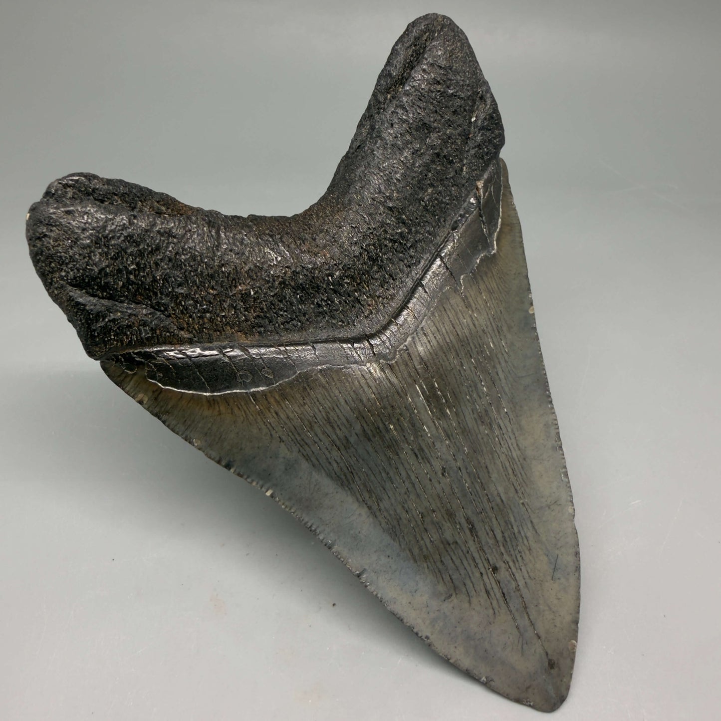 Back Left View Authentic 4.72" Megalodon Tooth from South Carolina – Great Shape megalodonteeth.com CM6673
